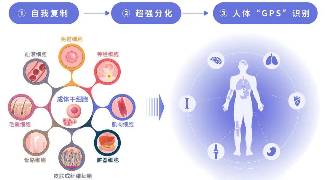 相比西医，干细胞有什么区别和优势？