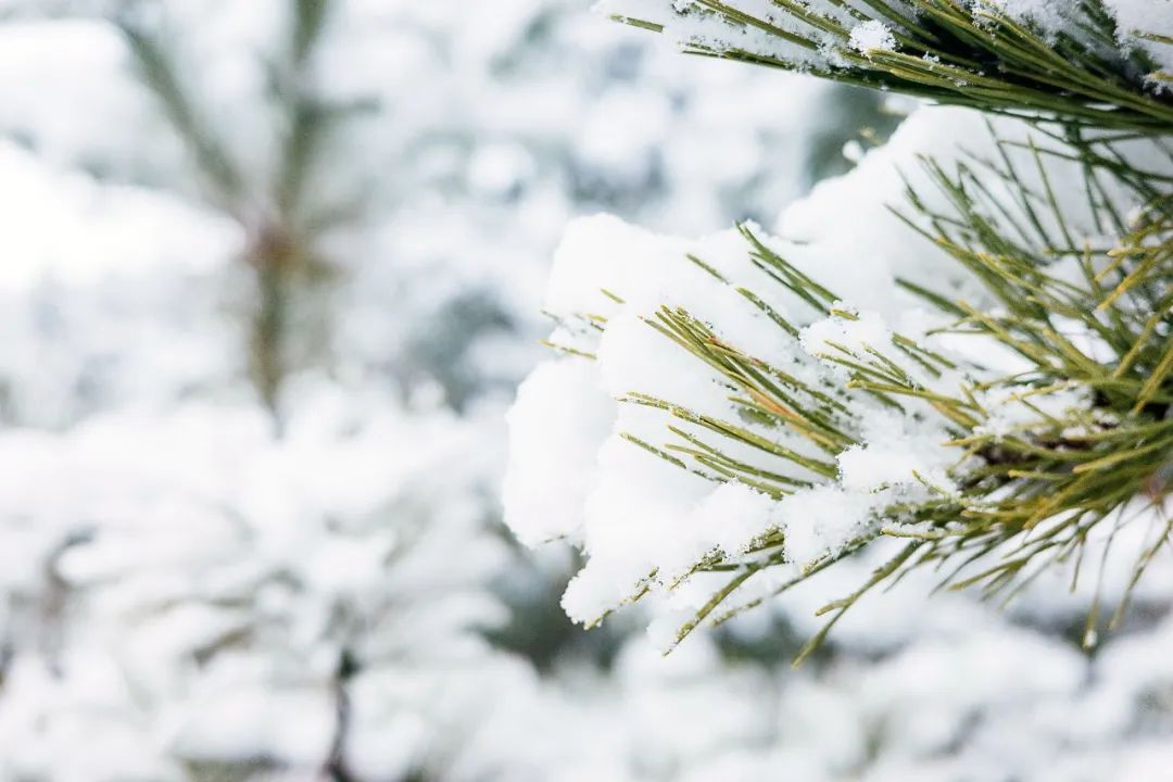 二十四节气 | 大雪：时雪转甚，故以大雪名节